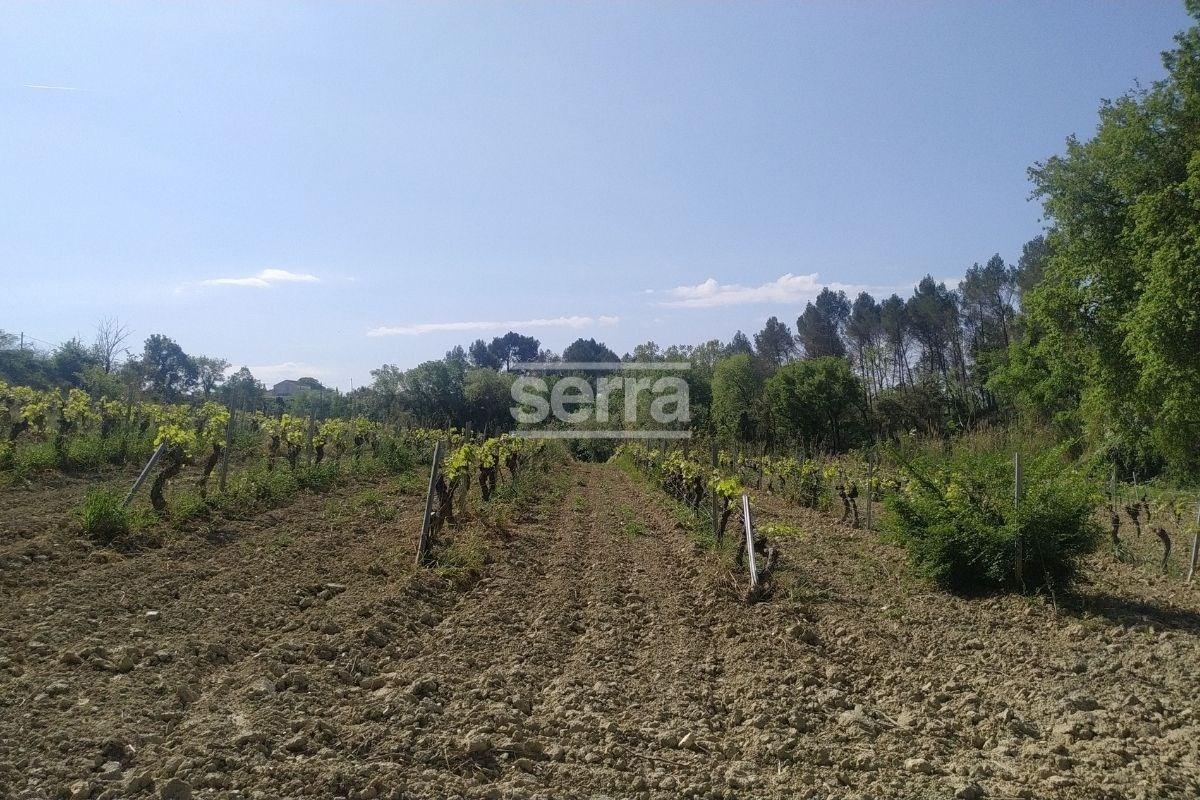 SANT MARTI SARROCA- Viña en venda-7