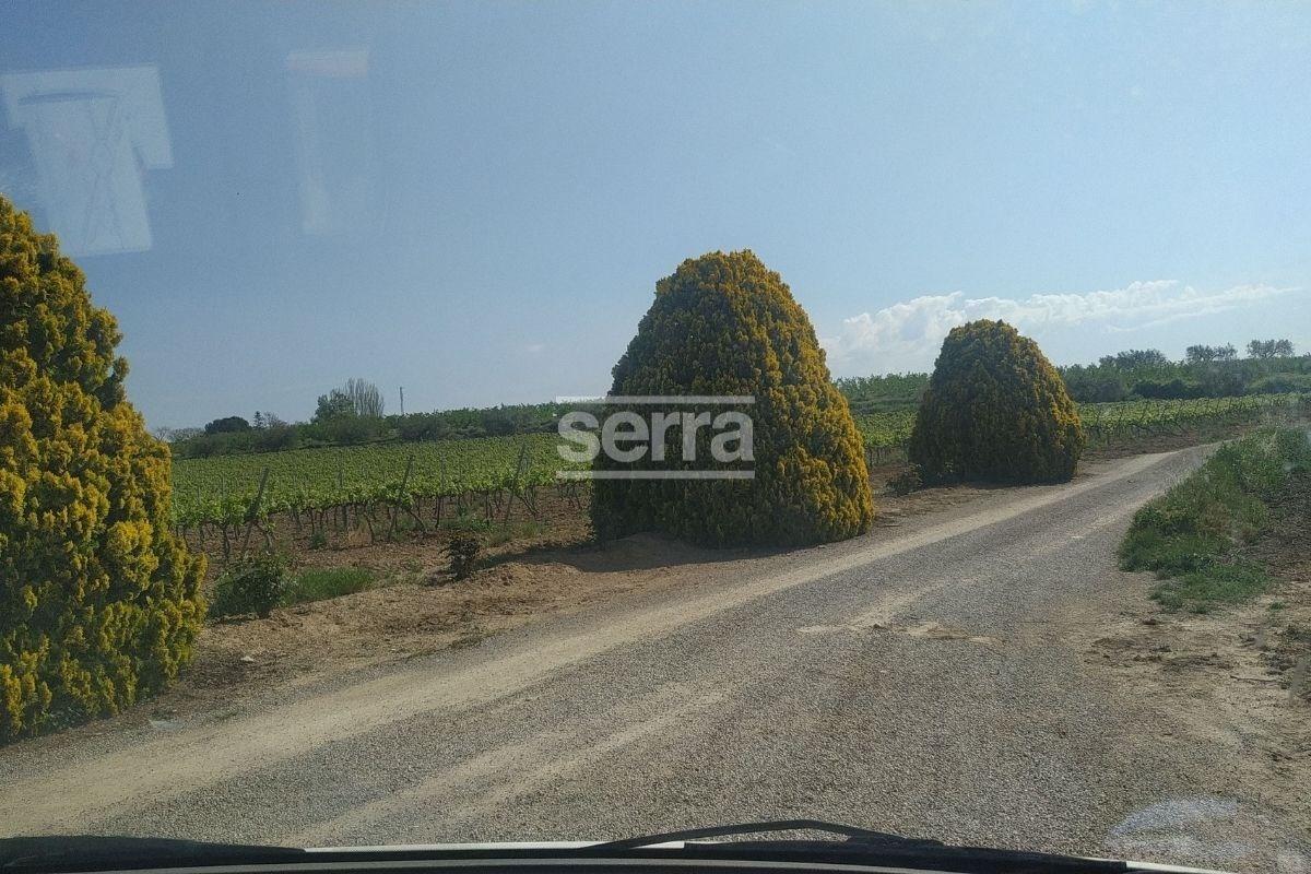 SANT MARTI SARROCA- Viña en venda-8