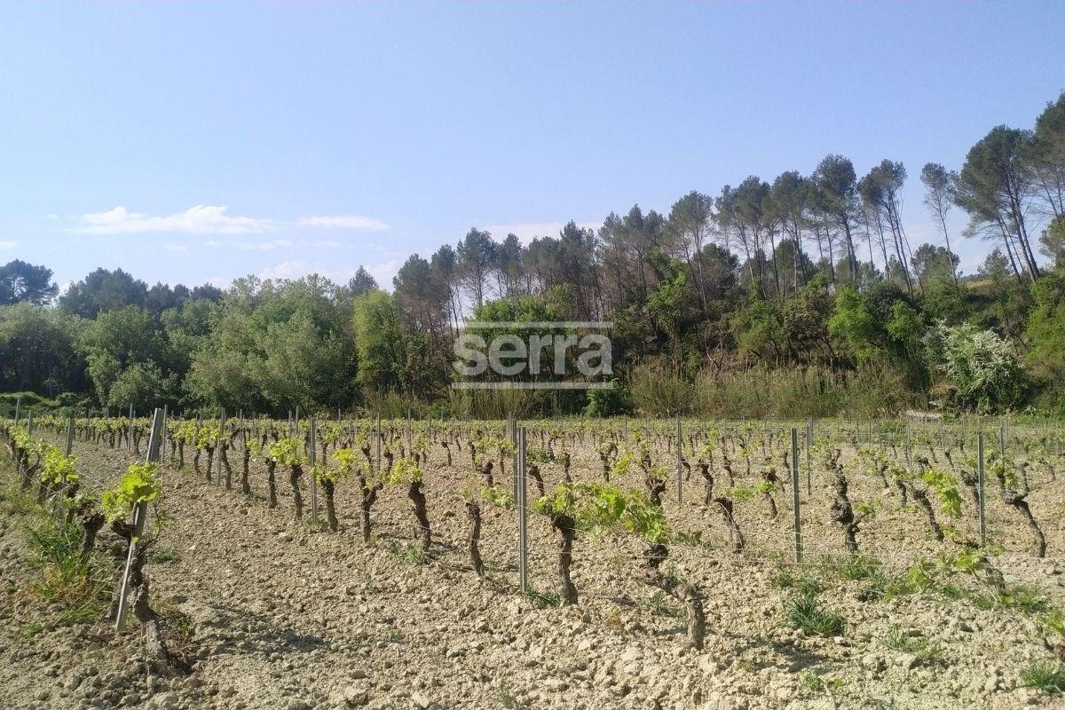 SANT MARTI SARROCA- Viña en venda-6