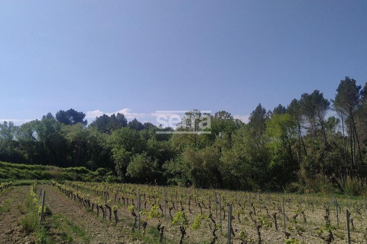 SANT MARTI SARROCA- Viña en venda-5