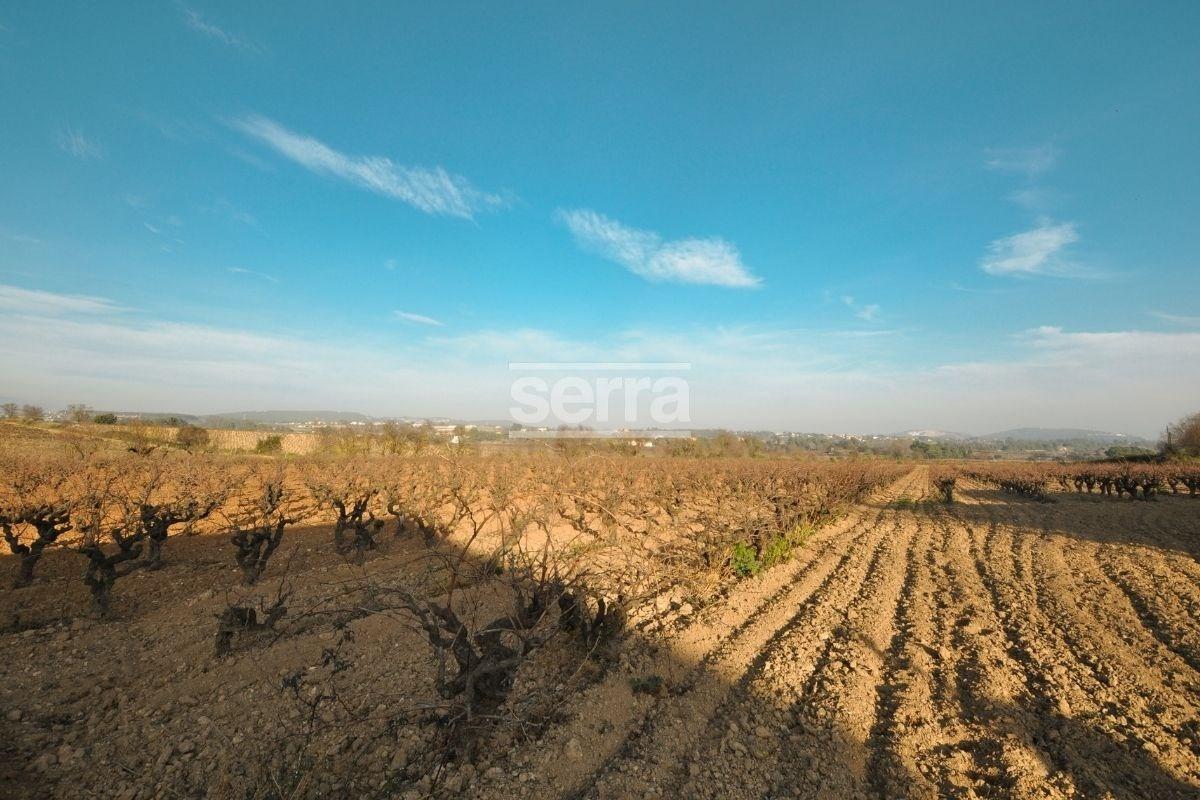 Finca en venda amb 9 hectàrees de vinyes a Sant  Martí Sarroca.-3