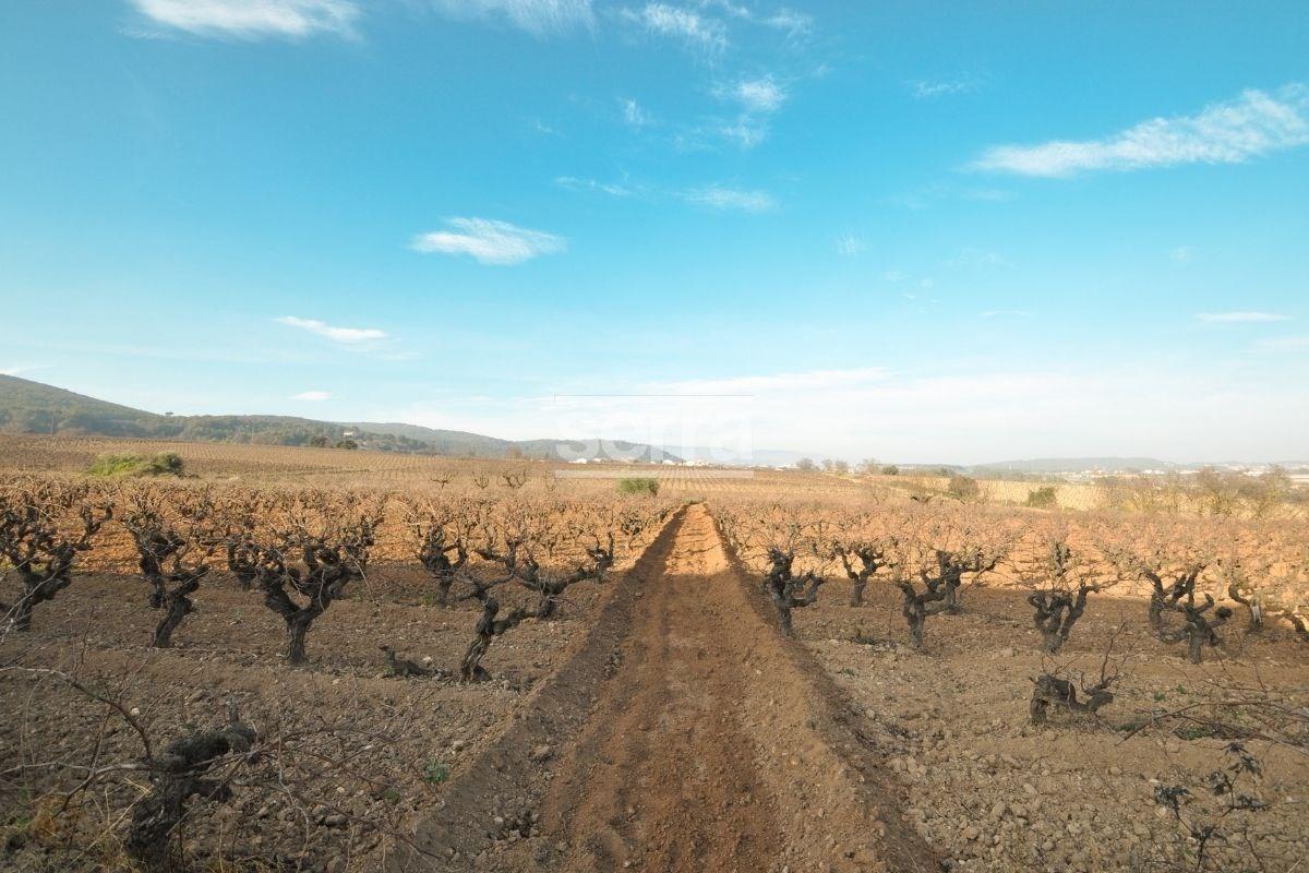 Finca en venda amb 9 hectàrees de vinyes a Sant  Martí Sarroca.-5